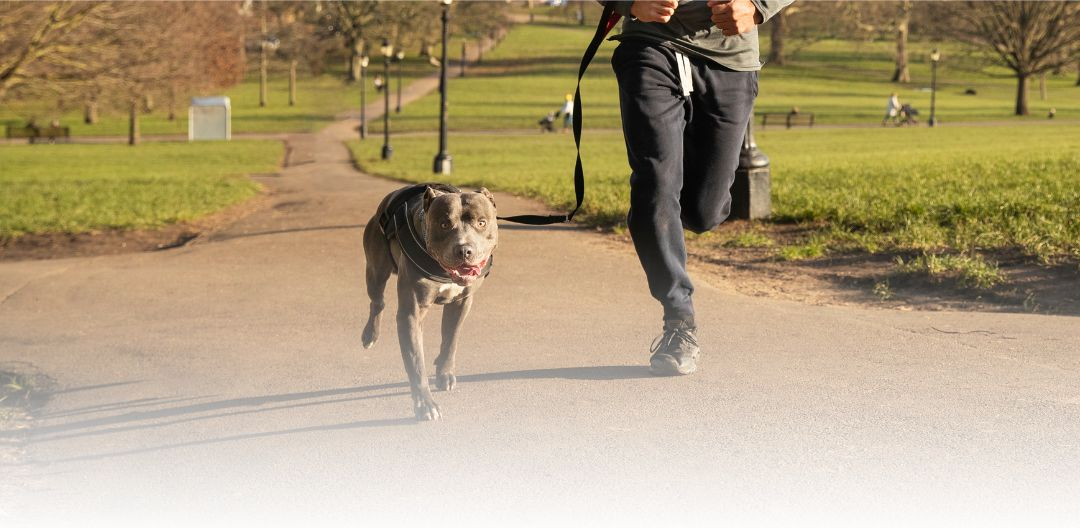 Jumbo Cat Litter Box Liners