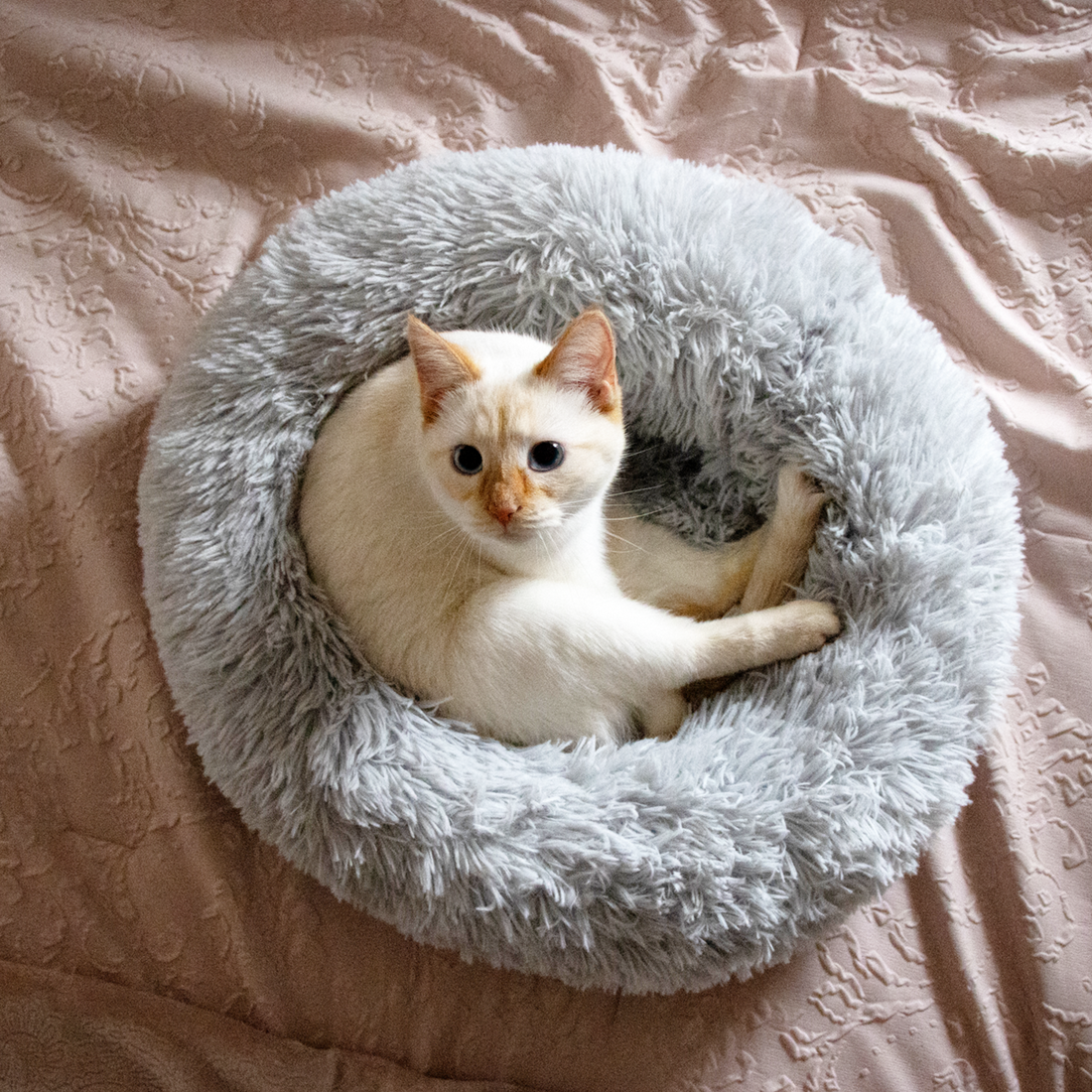 5 Purposeful Ways to Care for Your Pet with Love