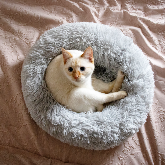 5 Purposeful Ways to Care for Your Pet with Love