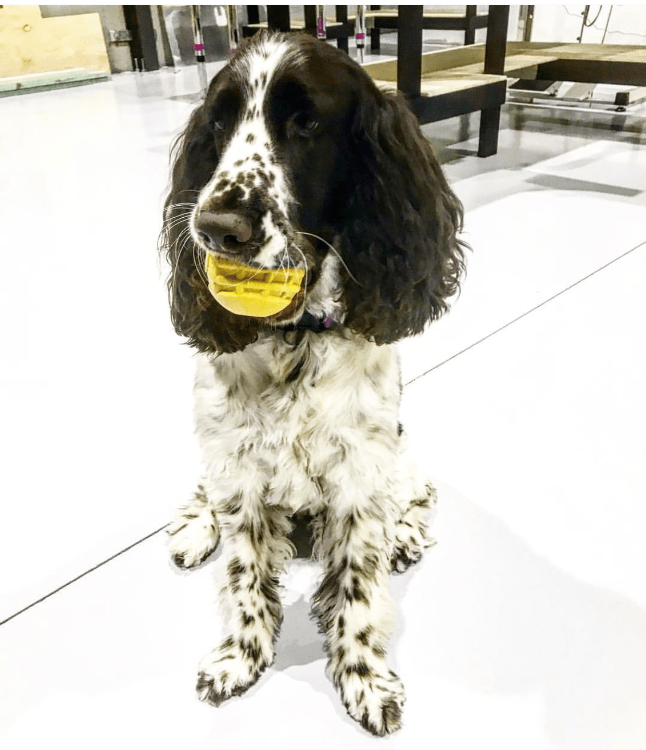 Industrial Heavy-Duty Dog Ball | USA-Made Natural Rubber Treat Dispensing Chew Toy