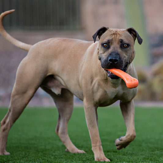 Jolly Chew Bone Dog Toy | Durable USA-Made Floating Chew & Fetch Toy for Dogs