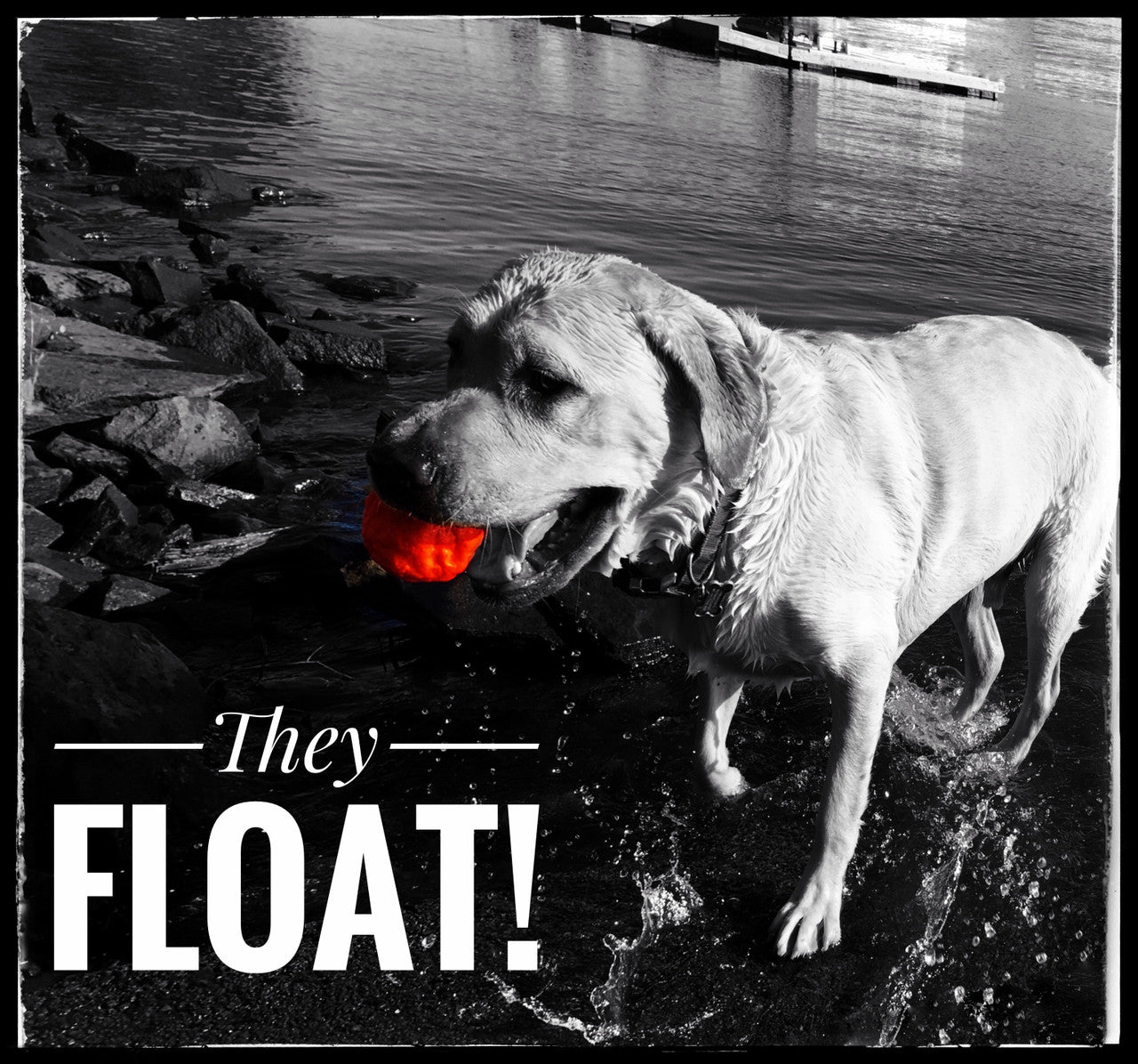 WUNDERball™ Natural Rubber Fetch Ball | Durable Floating Dog Toy for Aggressive Chewers