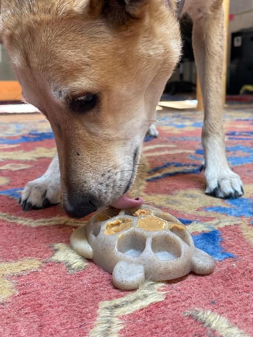 Turtle Nylon Chew Toy | USA-Made Durable Enrichment Dog Toy for Power Chewers