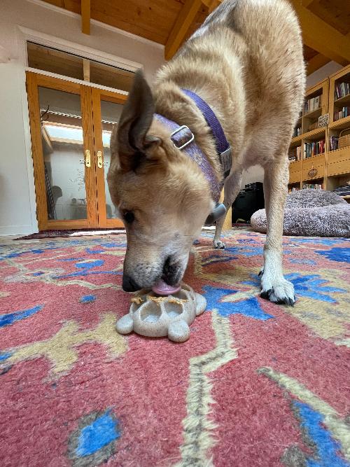 Turtle Nylon Chew Toy | USA-Made Durable Enrichment Dog Toy for Power Chewers