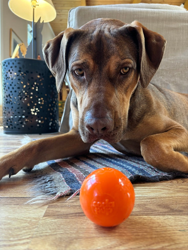 Durable Squeaky Dog Ball | USA-Made Floating Fetch & Chew Toy for Dogs