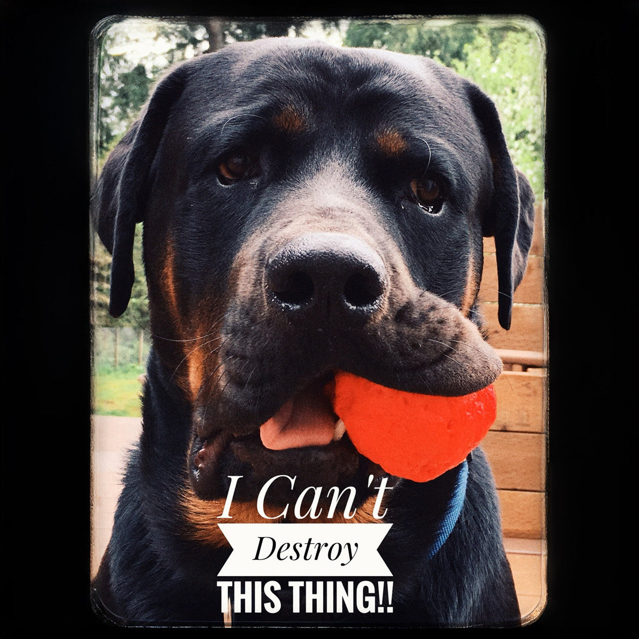 WUNDERball™ Natural Rubber Fetch Ball | Durable Floating Dog Toy for Aggressive Chewers