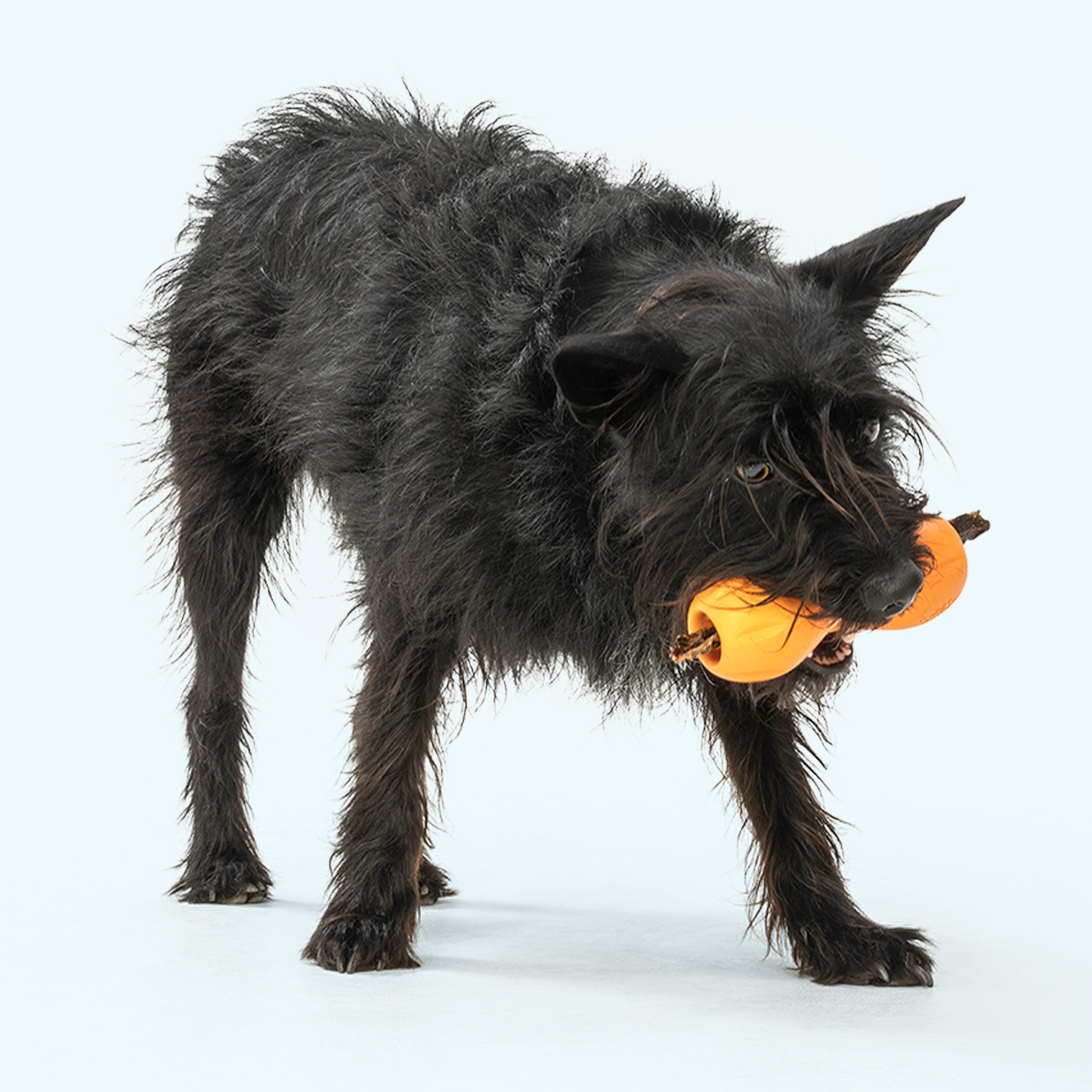 Qwizl® Durable Dog Treat Dispenser | Tough Chew Enrichment Toy for Dogs