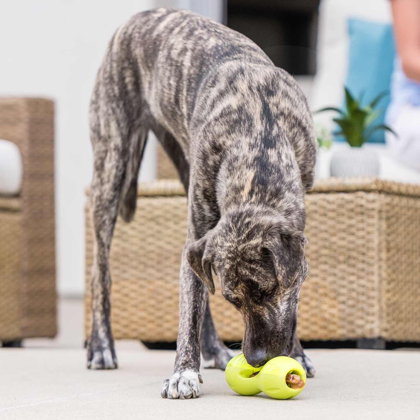 Qwizl® Durable Dog Treat Dispenser | Tough Chew Enrichment Toy for Dogs