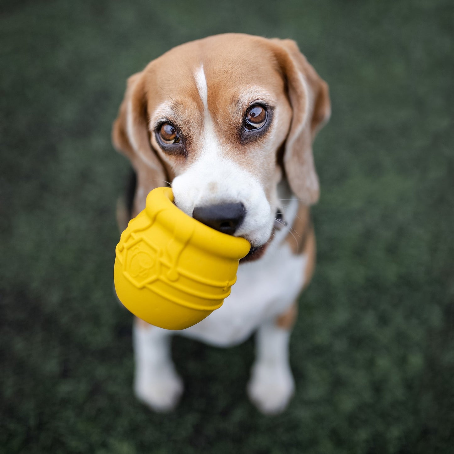 Honey Pot Treat Dispenser Dog Toy | USA-Made Durable Enrichment Cup for Dogs