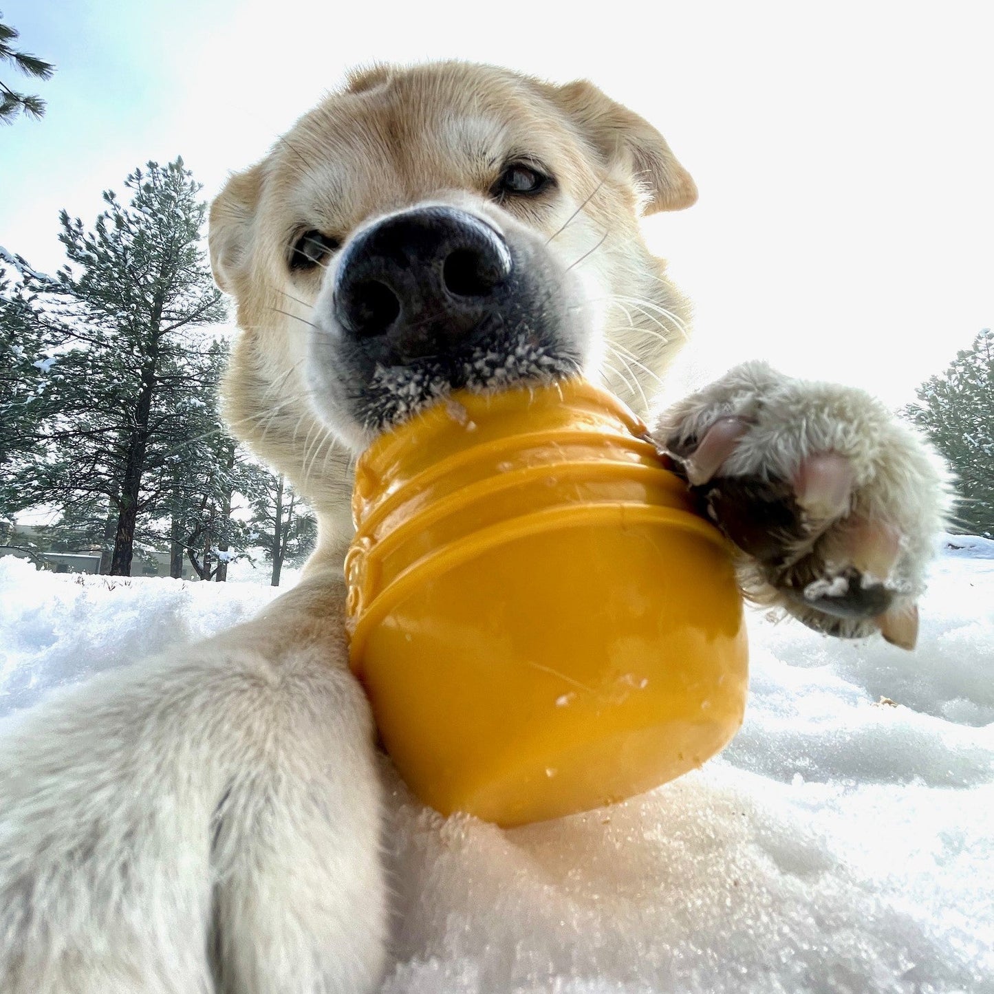Honey Pot Treat Dispenser Dog Toy | USA-Made Durable Enrichment Cup for Dogs