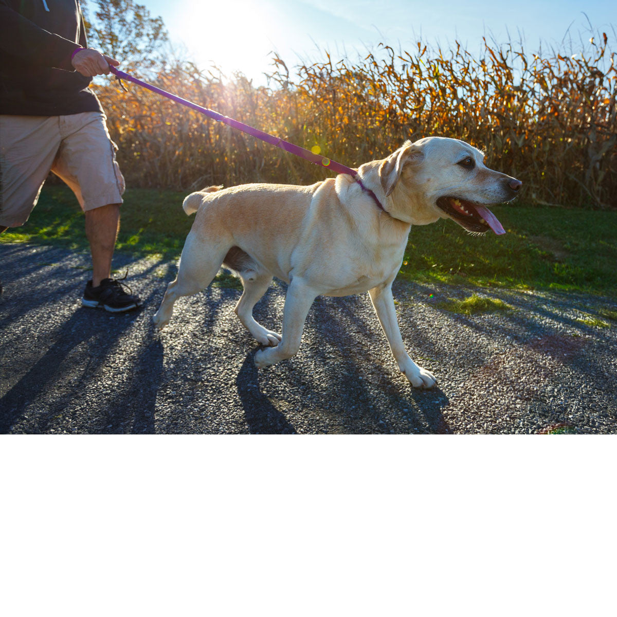 Urban No-Pull Dog Leash | Shock-Absorbing Training Leash with Traffic Handle