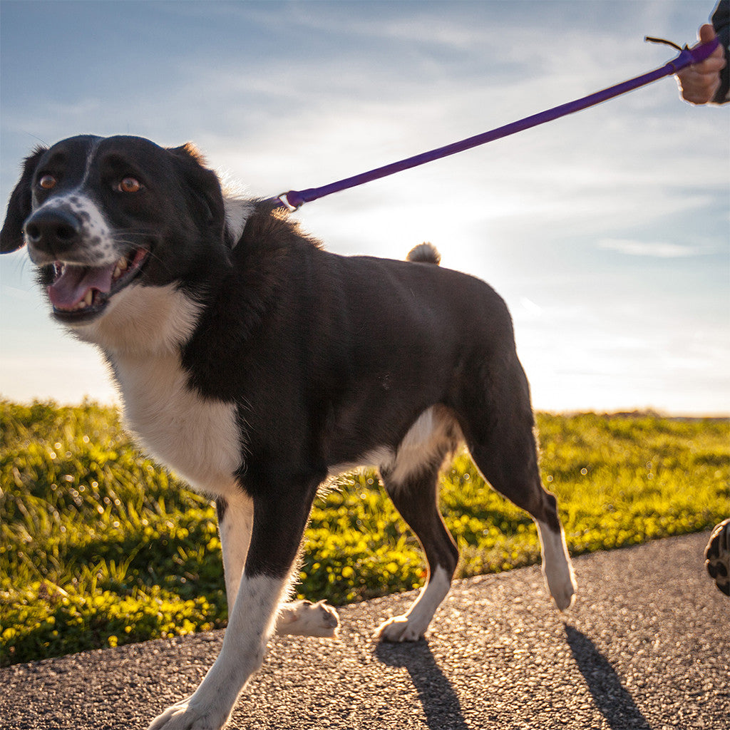 WUNDERleash™ Original No-Pull Dog Leash | Shock-Absorbing Stretch Training Leash