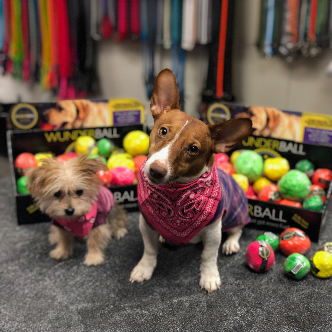 WUNDERball™ Natural Rubber Fetch Ball | Durable Floating Dog Toy for Aggressive Chewers