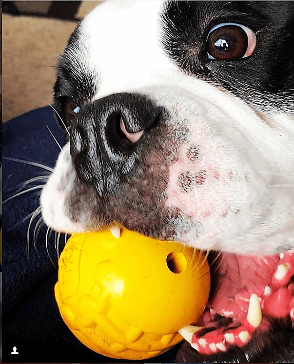 Industrial Heavy-Duty Dog Ball | USA-Made Natural Rubber Treat Dispensing Chew Toy