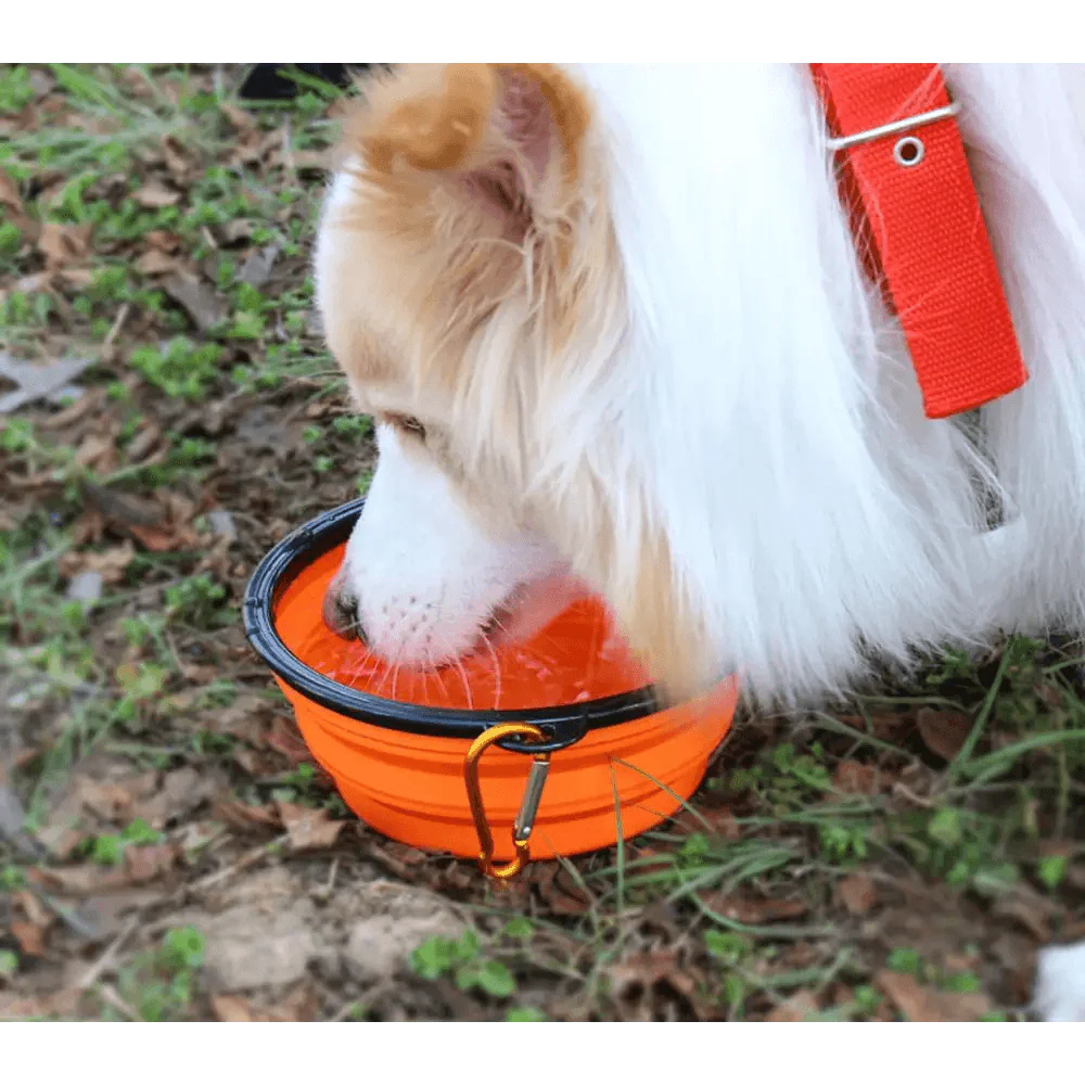 Collapsible Pet Travel Bowl for Dogs & Cats (Portable Silicone)