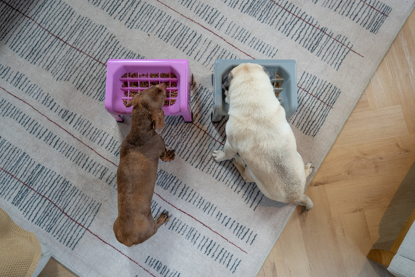 Elevated Slow Feeder Dog Bowl for Healthy Digestion & Mess-Free Feeding